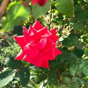 Meet your Posher, Wesam